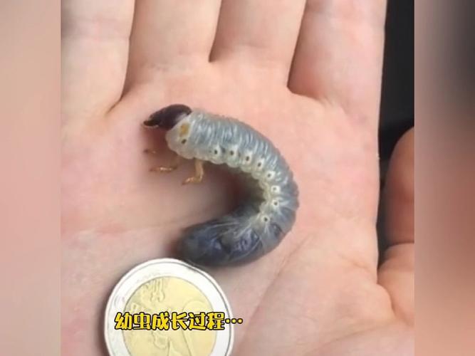 独角仙的那种幼苗长啥样（独角仙幼虫二龄养护要点温湿度翻土管理）