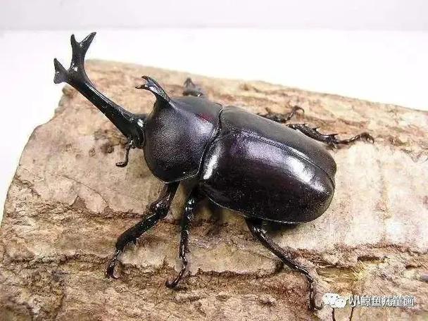 独角仙是甲壳虫吗(独角仙其实是甲壳虫,关注生态与保护) 独角仙是甲壳虫吗(独角仙其实是甲壳虫,关注生态与保护)