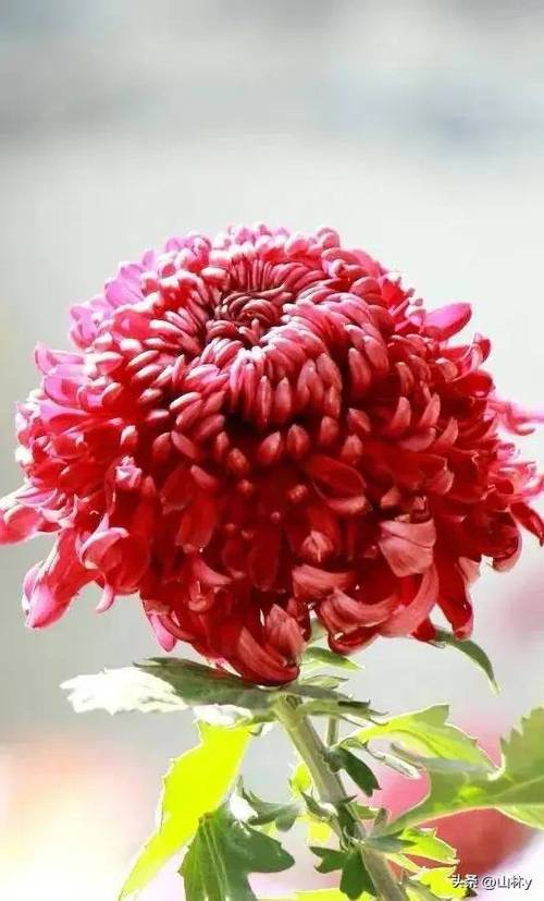 十大名贵菊花图片（十种名贵菊花及家居养护要点提升菊展辨识度与秋日风景）