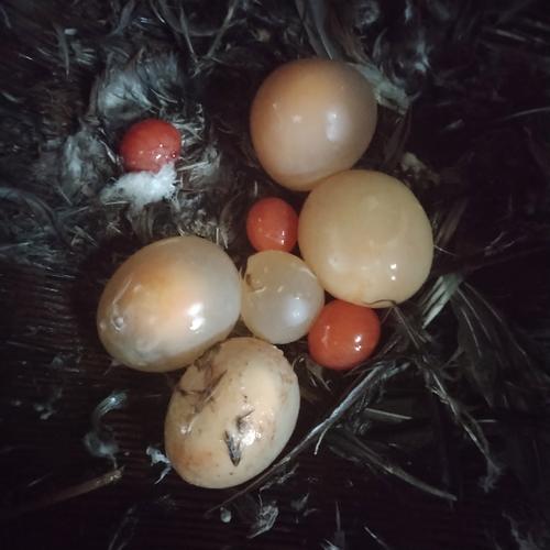 鸡肚子里的鸡蛋叫什么（原因风险及日常管理要点）