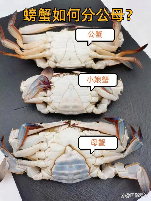 10月吃公蟹还是母蟹（十月母蟹蟹黄鲜美十一月公蟹更弹性选购与烹制指南）