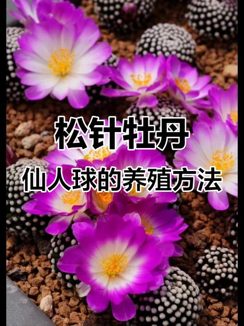 松针种花的正确方法（自制松针土发酵2-3月改良碱性土增透气兰花专用）