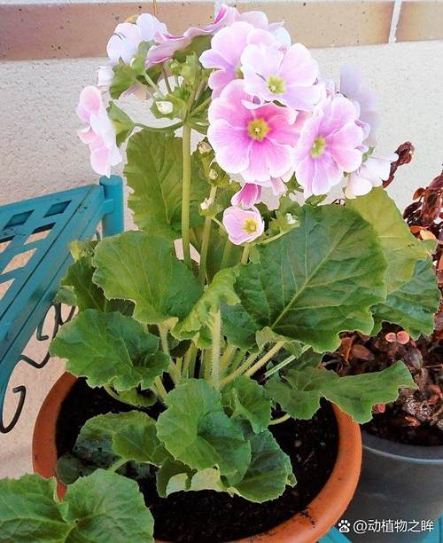 四季樱草适合室内养吗（土壤光照浇水肥害防控）