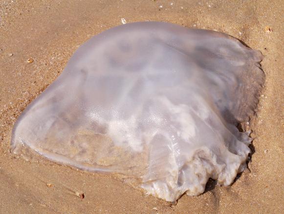 水母死了能复活吗（再生有限，需证据与理性判断）