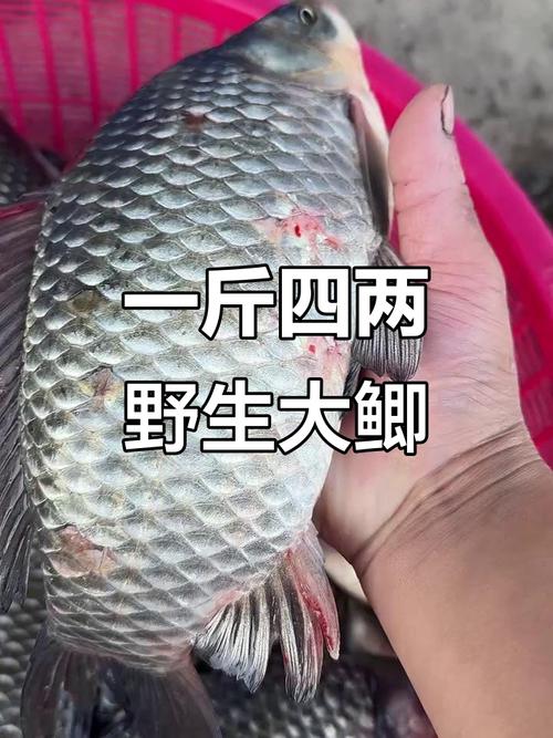 鲫鱼甩完籽停口几天(鲫鱼甩籽后开口受水温日照水质与饵料丰富度影响)