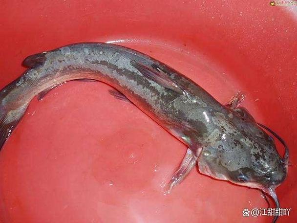 叉尾鱼和鲶鱼的区别（叉尾鱼与鲶鱼辨别要点与烹饪差异）