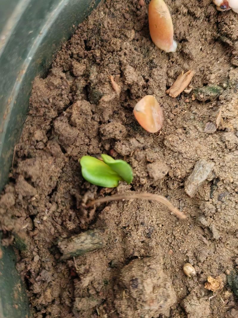 太阳花十天了还没发芽（0.5厘米深度21–30℃湿润适中）