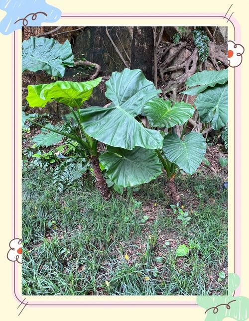 滴水观音为什么叫断头台（安全增湿与净化空气）