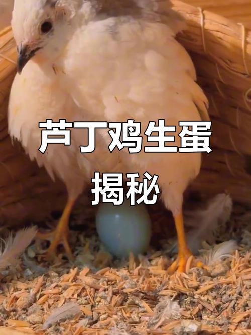一个鸡一天下几个鸡蛋(蛋鸡产蛋规律与高产饲养要点)
