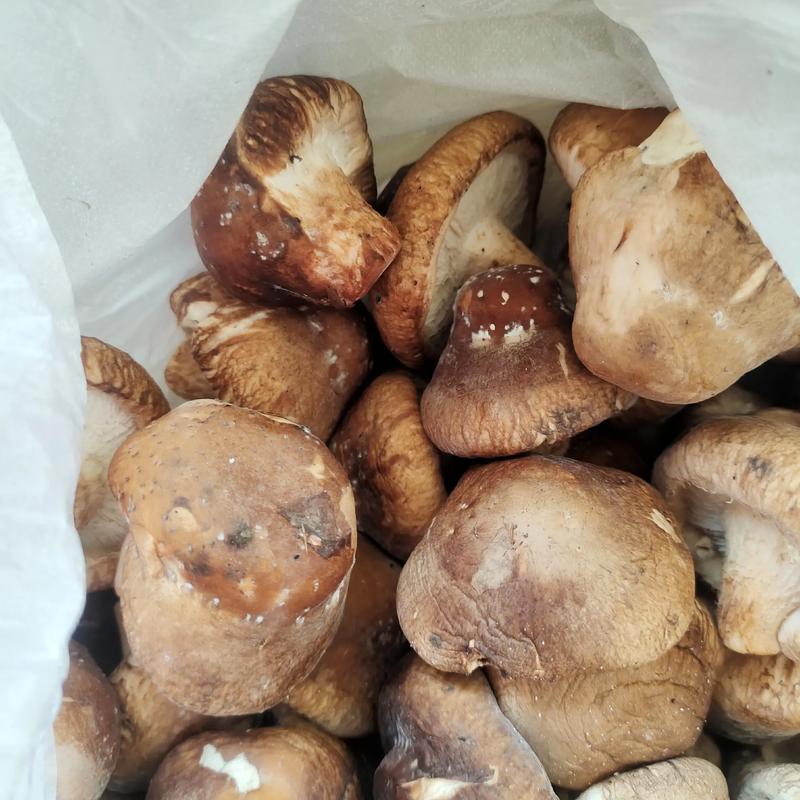 香菇发霉了还能吃吗（香菇发霉别吃，霉毒风险及正确保存要点）