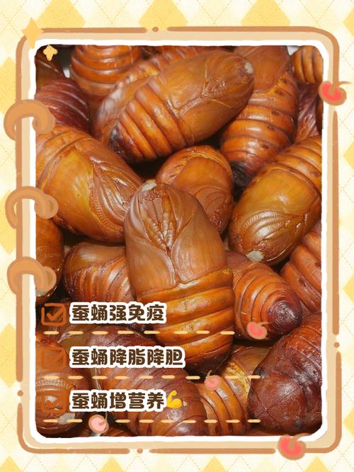 正常人一天吃几个蚕蛹（蚕蛹营养补充指南控量冷链储存并彻底加热3次周）