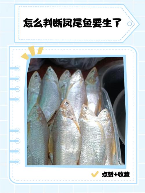 凤尾鱼是海鱼吗（观赏鱼还是海鱼？看学名产地与用途）