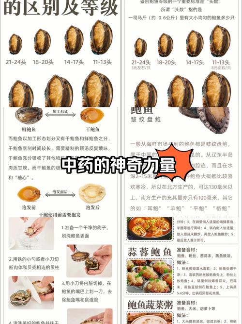 鲍鱼属于鱼类还是贝壳（鲍鱼科普品种习性营养与安全处理要点）