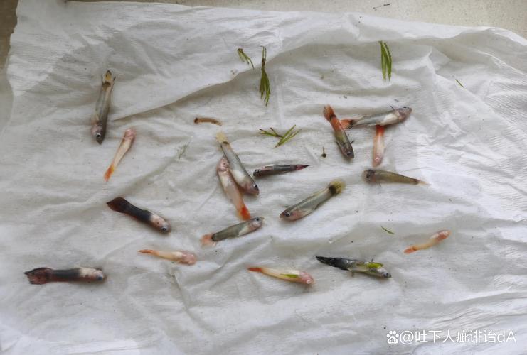 凤尾鱼为什么养大了总死(家养凤尾鱼存活率提升要点控温增氧软水分缸) 凤尾鱼为什么养大了总死(家养凤尾鱼存活率提升要点控温增氧软水分缸)