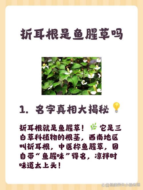 折耳根是鱼腥草吗（用途禁忌与选购要点）