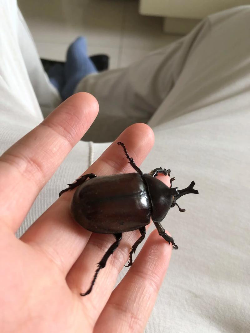 独角仙是甲壳虫的一种吗（雄虫特征雌雄差异与养殖要点）