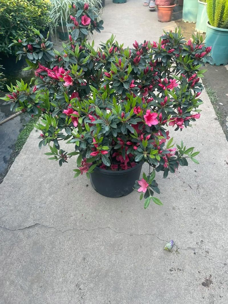 四季杜鹃花好养吗(四季杜鹃花养护要点环境与土壤水肥一览) 四季杜鹃花好养吗(四季杜鹃花养护要点环境与土壤水肥一览)