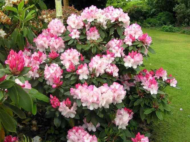 四季杜鹃一年四季都开花吗（四季杜鹃养护要点，春旺夏秋再花，延长花期）