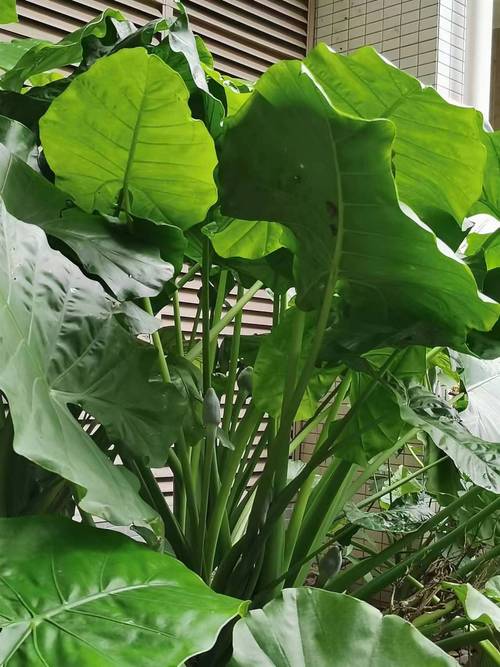 滴水观音茎黄软后能救活吗(滴水观音修根控水控温控光要点) 滴水观音茎黄软后能救活吗(滴水观音修根控水控温控光要点)