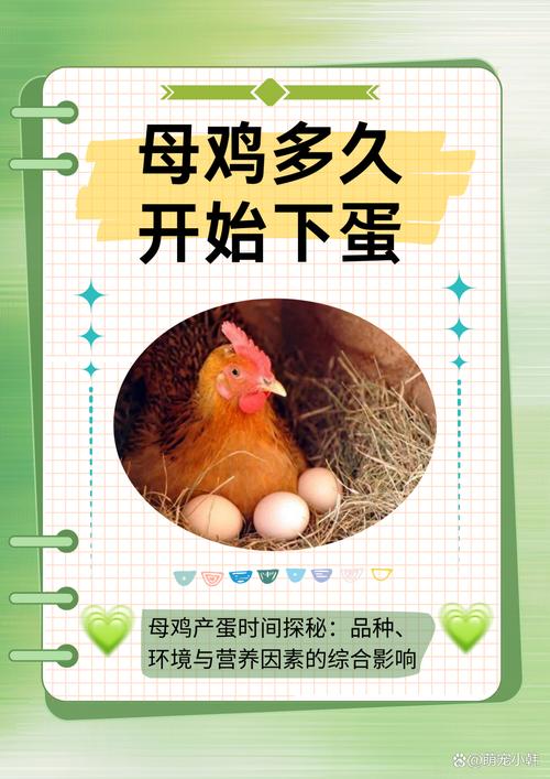 一只母鸡一天下几个蛋(日照温度钙质与蛋白,家庭稳产靠综合管理)