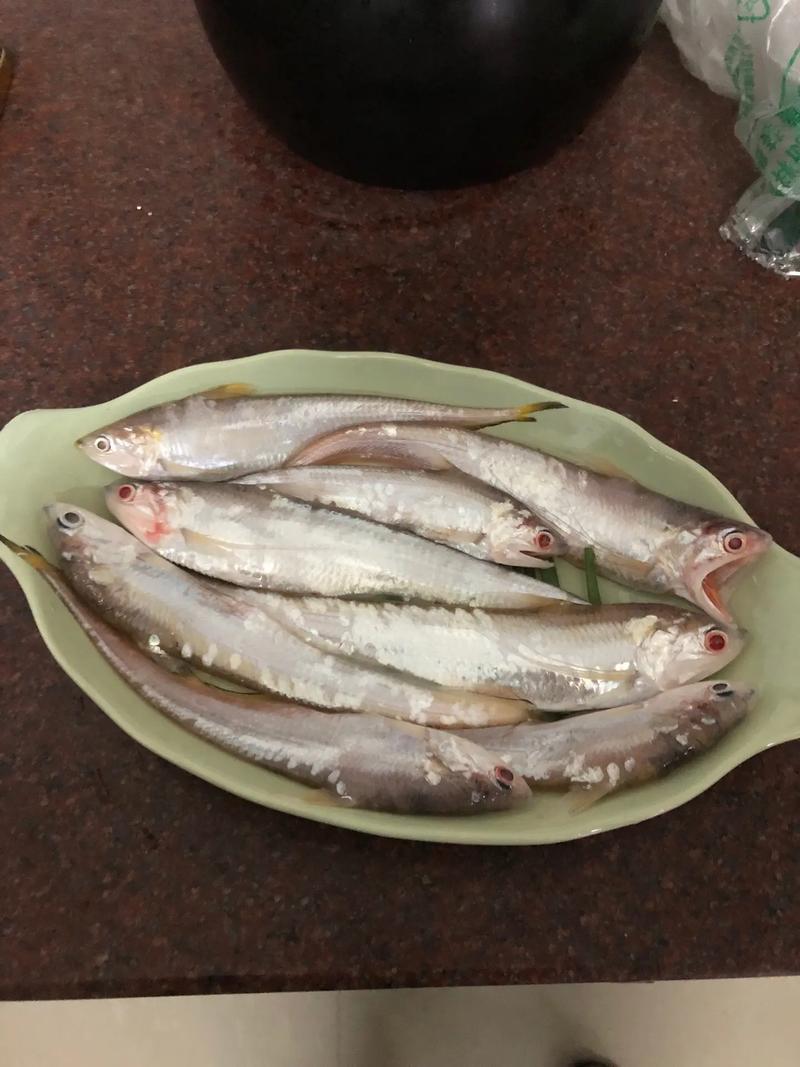 小凤尾鱼吃什么（多样投喂控水控温分区观察）