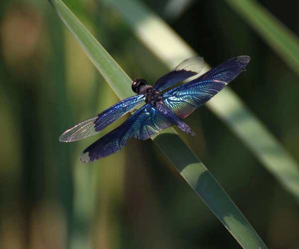 蜻蜓的种类有哪些（18种分布与辨识要点）
