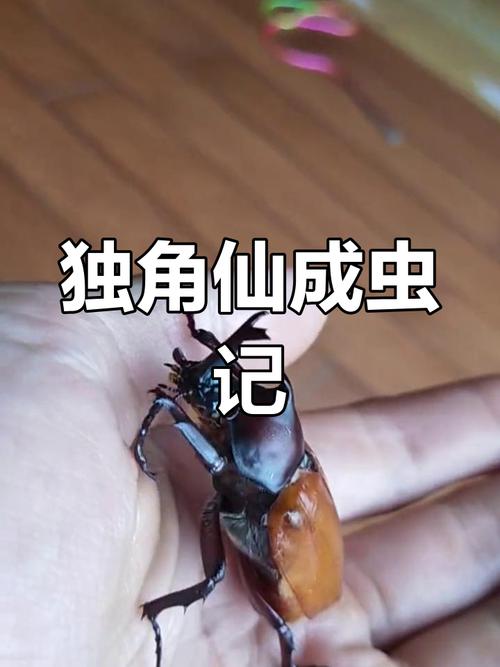 独角仙幼体图片（在家养独角仙全流程观察记录与湿度喂养要点）