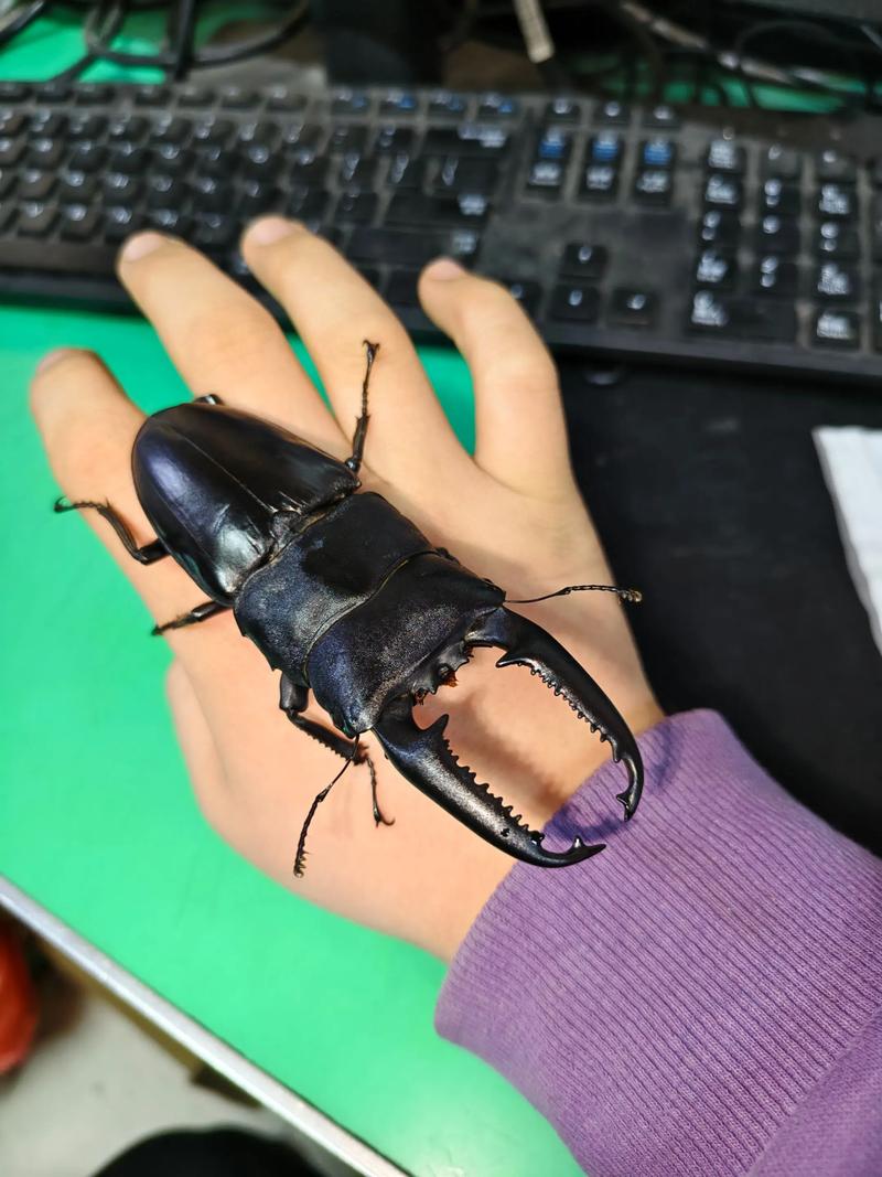 独角仙可能是甲虫了最大吗（独角仙及巨型甲虫观赏要点与保护）