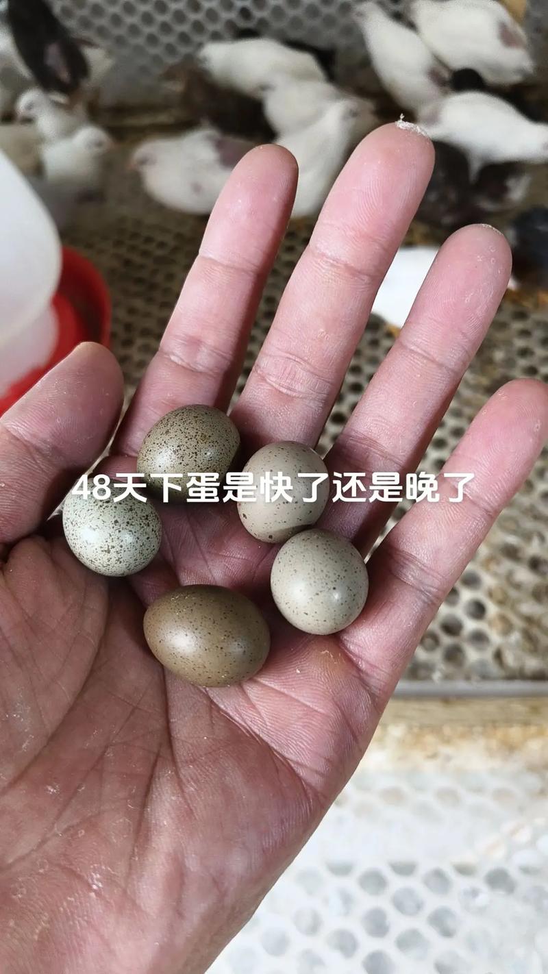 产蛋鸡一天下几个蛋（蛋鸡产蛋量受品种与管理影响，光照钙与蛋白等四要素全解）
