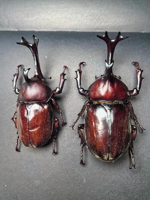 一种类似独角仙的叫橡什么（云南山林昆虫传说橡胶木犀金龟与公众科普）