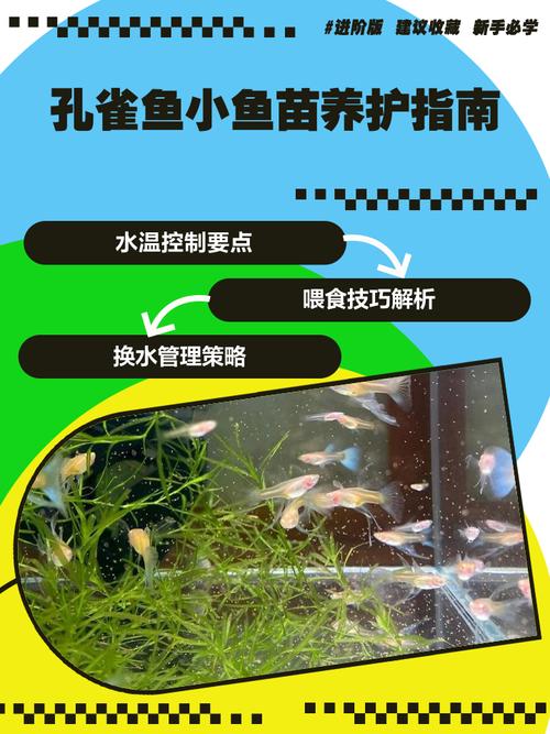 凤尾鱼小鱼苗多久能长大（凤尾鱼从幼苗到成体的养殖与繁殖要点）