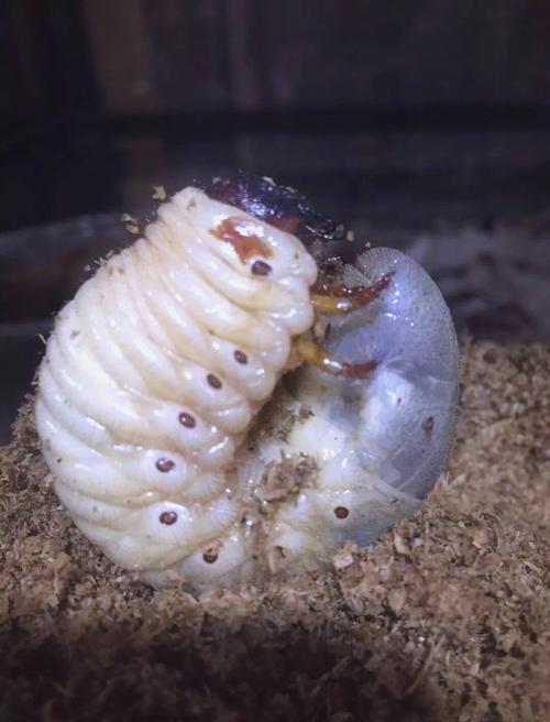 独角仙幼体能带到学校吗（独角仙养护要点校园携带法规科普与家庭学校活动）