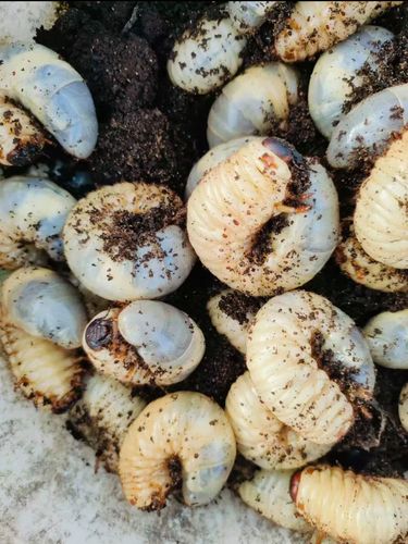 独角仙幼体图片（在家养独角仙全流程观察记录与湿度喂养要点）