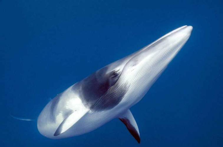 海洋馆有养须鲸的吗（海洋馆难以圈养须鲸，强调科普与保护）