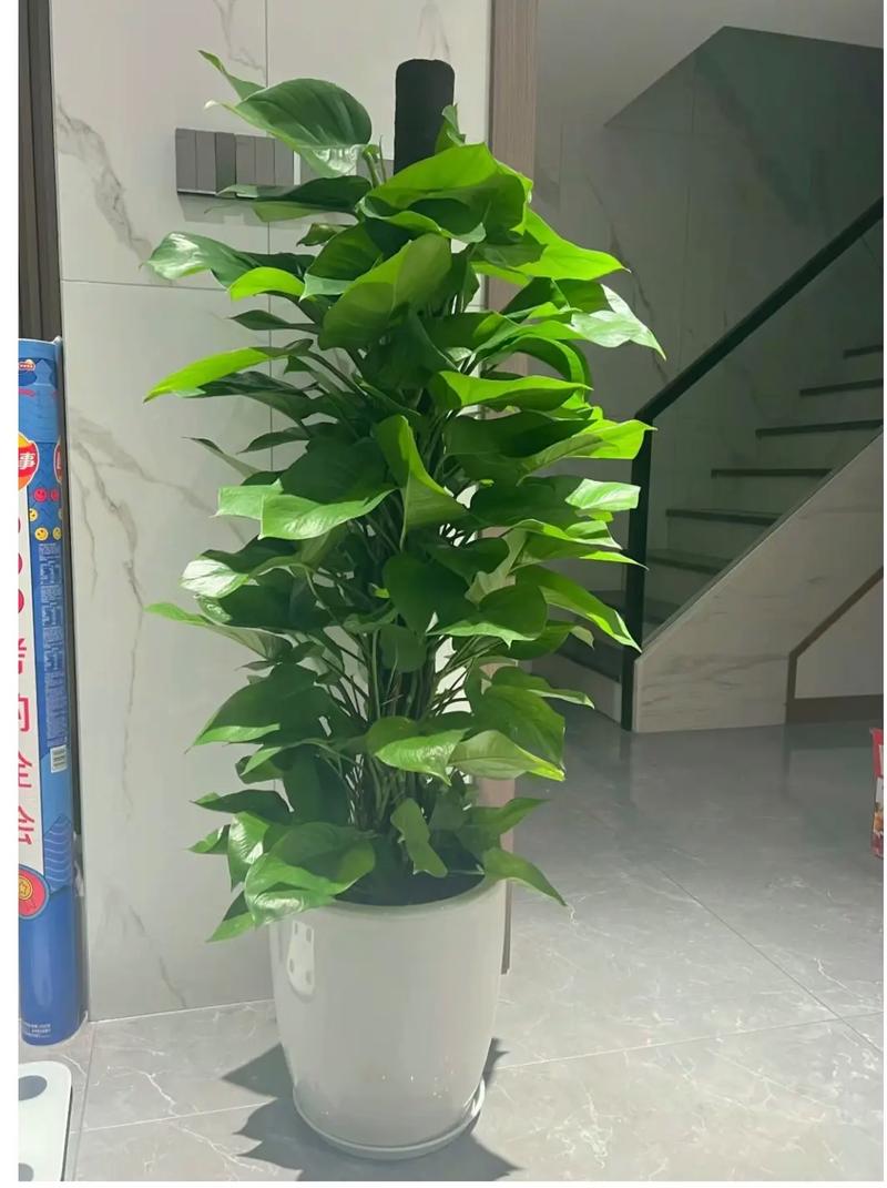 不爬藤的绿萝叫什么(绿萝能否爬墙?看生长状态气根与环境判定要点)