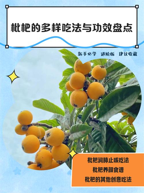 枇杷果一次最多吃几个（吃枇杷要控量每次三到五个慢嚼多喝水）