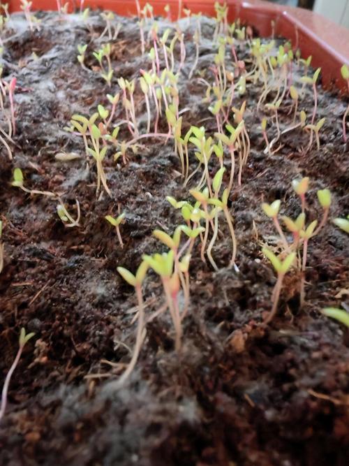 太阳花为啥一出芽就死(透气基质控水充足光照) 太阳花为啥一出芽就死(透气基质控水充足光照)