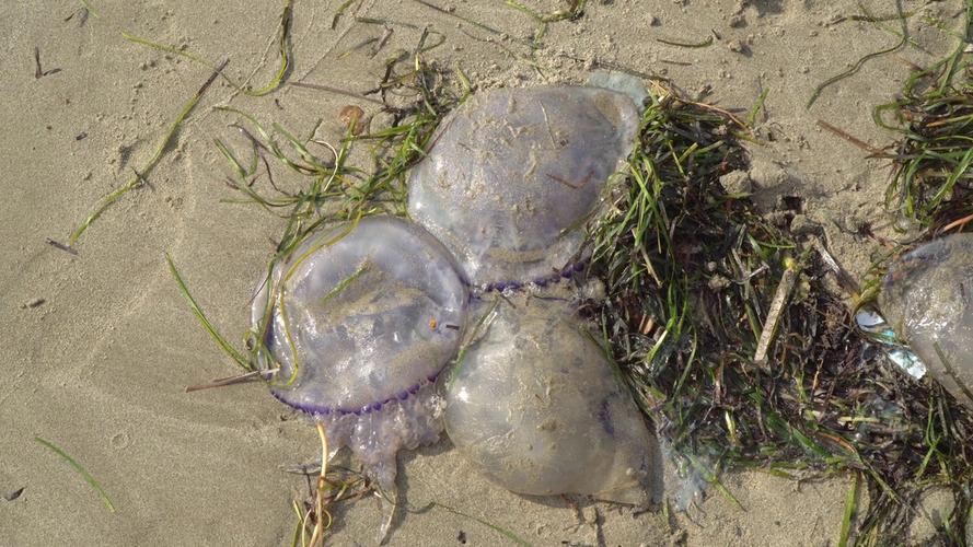 海洋馆买的水母密封瓶子（水母微生态箱透气换气设计与灯光水质要点）