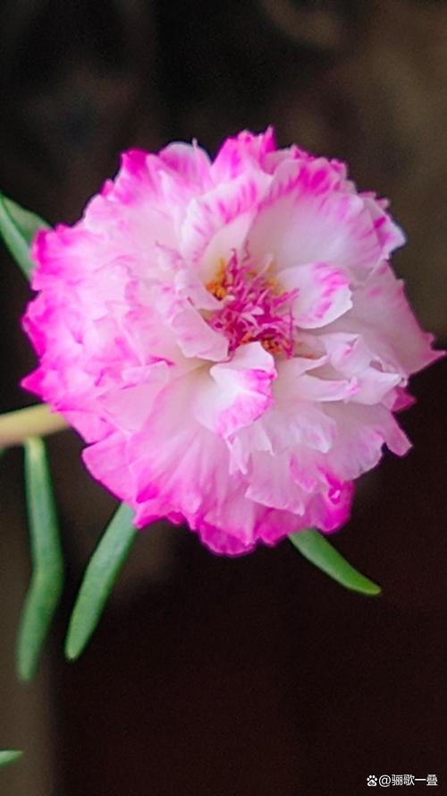 太阳花为什么叫死不了(死不了花大花马齿苋阳光耐旱的扦插养护要点) 太阳花为什么叫死不了(死不了花大花马齿苋阳光耐旱的扦插养护要点)