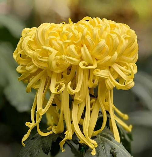 十大名贵菊花图片（十种名贵菊花及家居养护要点提升菊展辨识度与秋日风景）