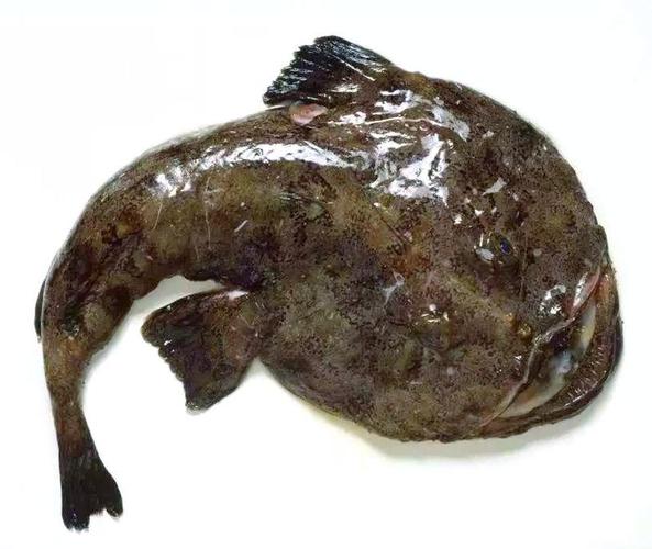 安康鱼咬手（安康鱼真相辨科普传说出海自救与风险防护）