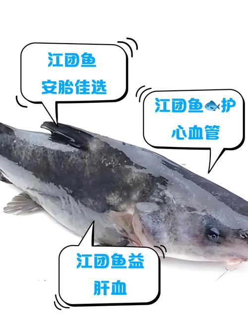 江团是世界上最脏的鱼（江团不是世界最脏，别被谣言迷惑，看清鱼名生态与来源）