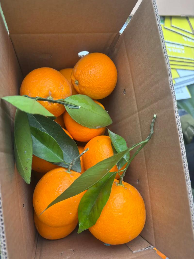 伦晚脐橙含糖量高不高（伦晚脐橙春季更甜，赣南脐橙冬季更稳口感，选购要点）