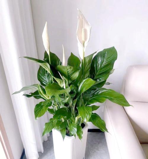 二十种适合室内养花（室内养花五大切口指南两三盆起步日常要点）