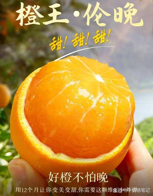 伦晚脐橙为什么叫伦晚（帝王橙，四季鲜橙，品牌值60亿）