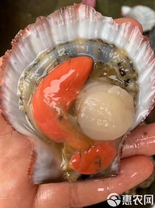 扇贝黄色部分是什么（扇贝黄腺含营养，选购与蒸煮要点）