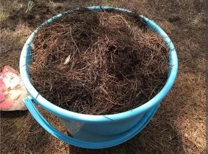 松针拌土可以种花吗(提升透气和蓄水的同时需留意酸性和植物选择)