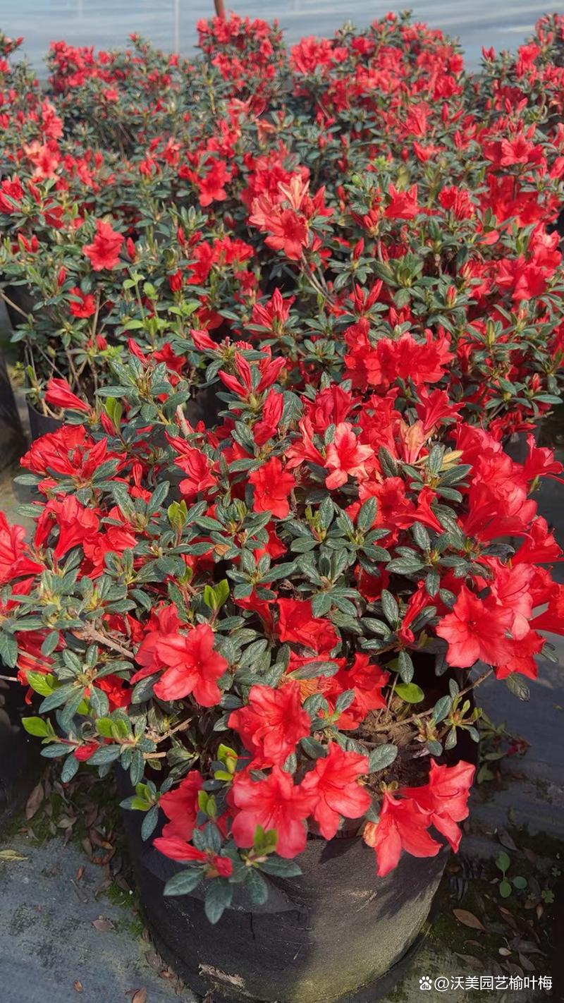 四季杜鹃最建议买吗（室内四季杜鹃养护要点与冬花选购）