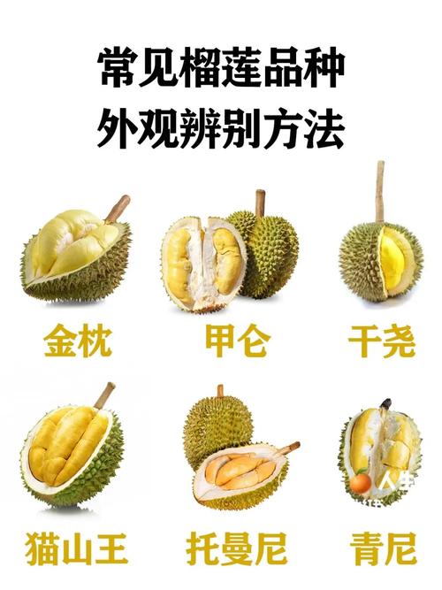 榴莲一共多少种品种（榴莲品种多，区域风味差异，选购与尝鲜指南）