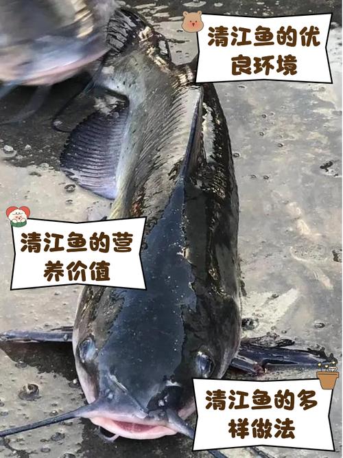 清江鱼是什么鱼很脏吗（清江鱼并非单一品种，选购看来源与检测，优先本地可追溯的淡水鱼）